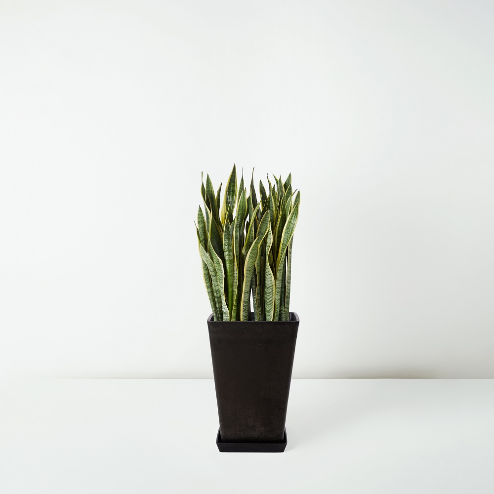 Sansevieria+Trifasciata_%E8%99%8E%E5%B0%BE%E8%98%AD+_Floor_Black