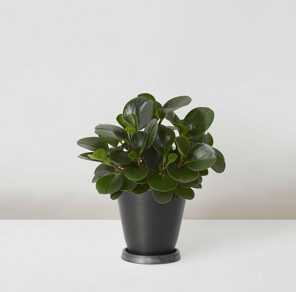 Peperomia+Tetraphylla_%E7%A2%A7%E7%8E%89_Table_Black