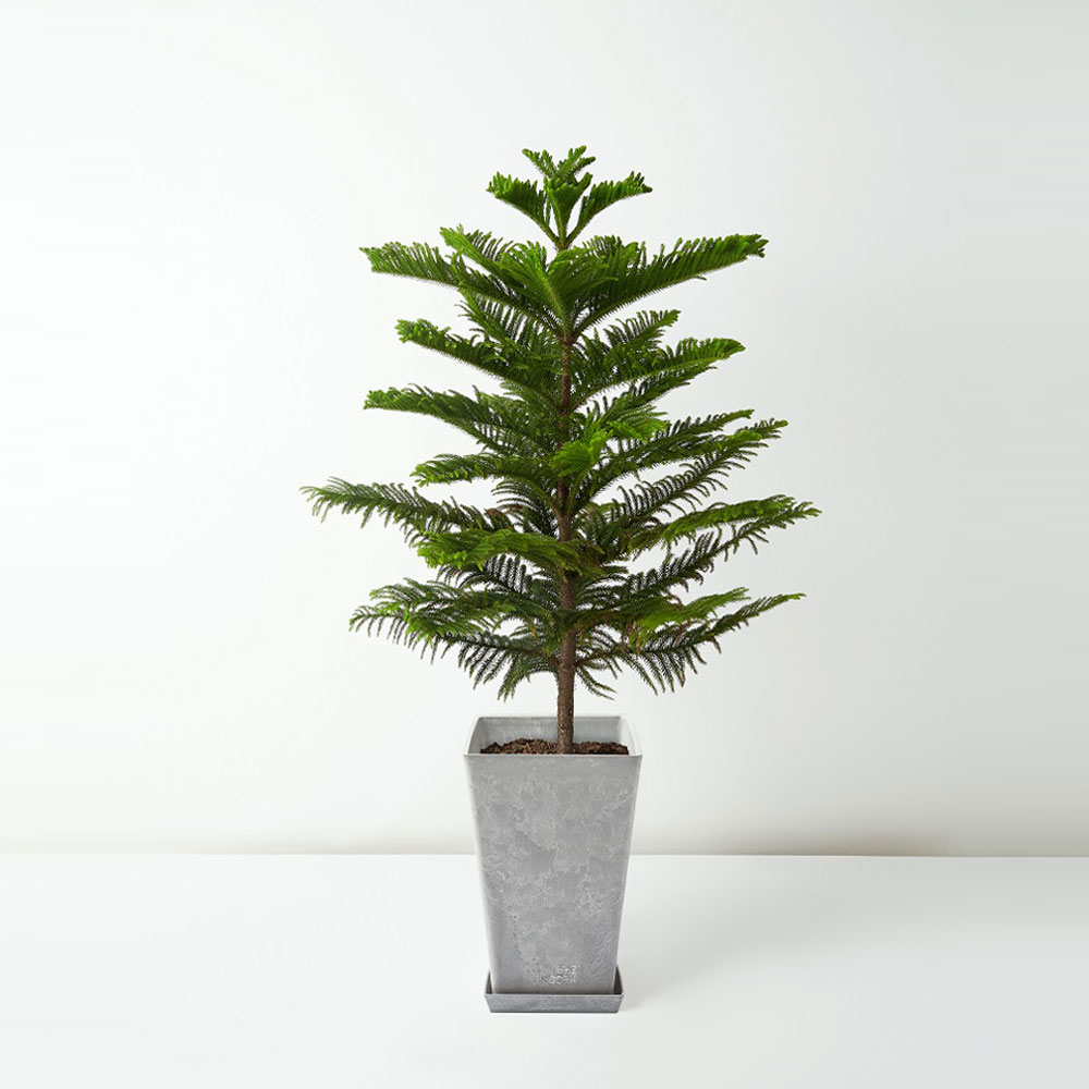 flora-houses-Araucaria-Cunninghamii-grey-1