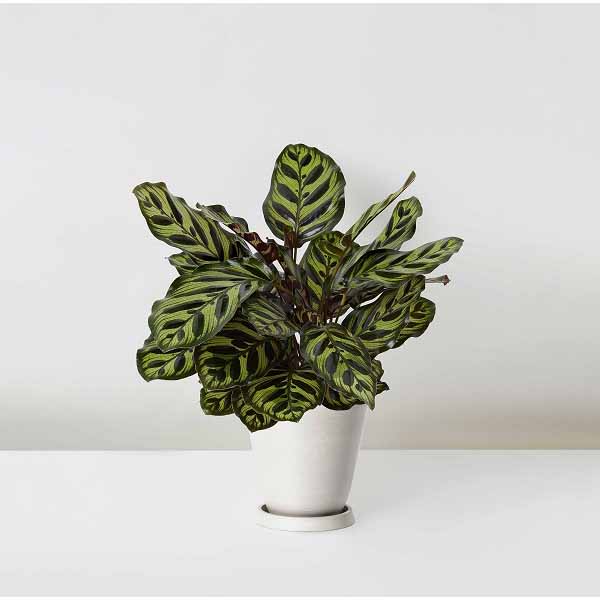 Calathea+Makoyana_%E5%AD%94%E9%9B%80%E8%91%89_Table_White