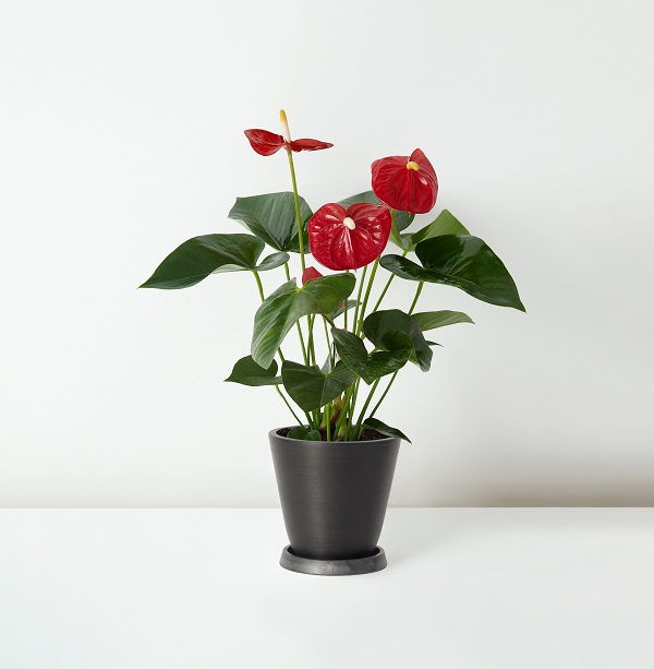 Anthurium+Andraeanum_%E7%B4%85%E6%8E%8C_Table_Black