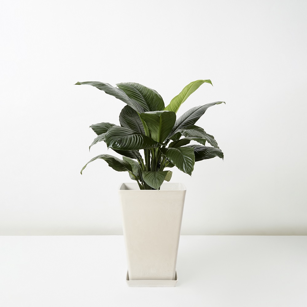 Spathiphyllum+Palls+Hort_%E7%B6%A0%E5%B7%A8%E4%BA%BA_Floor_White