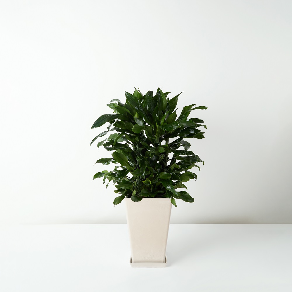 Dracaena+deremensis+%E2%80%98Compactain_%E7%B4%90%E7%B4%8B%E9%90%B5_Floor_White