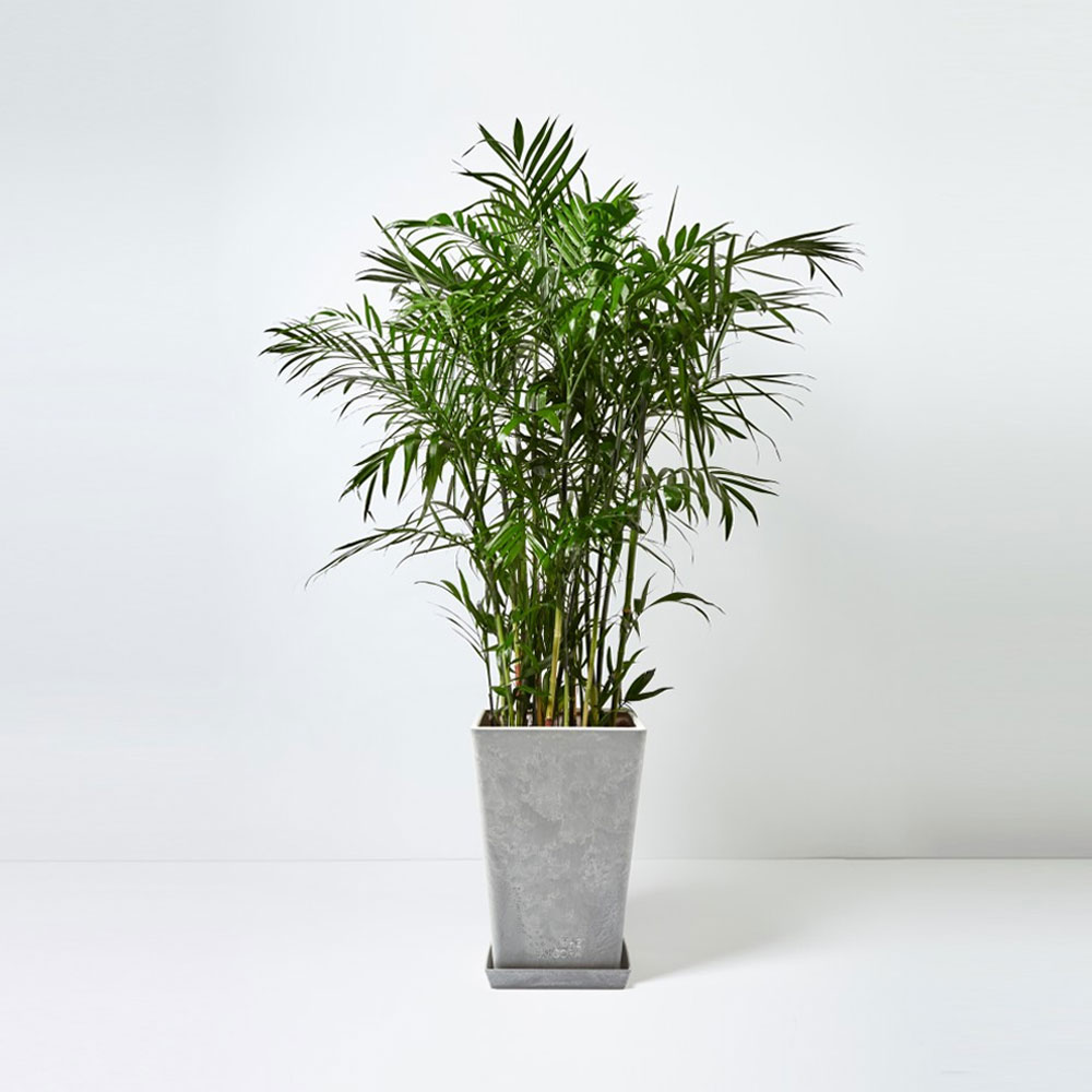 flora-houses-Pritchardia-Gaudichaudii-grey-2