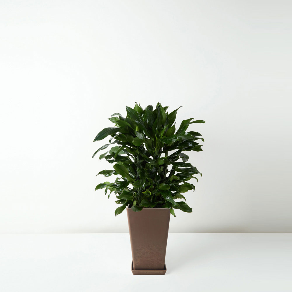 flora-houses-Dracaena-deremensis-Compacta-brown-sq-1