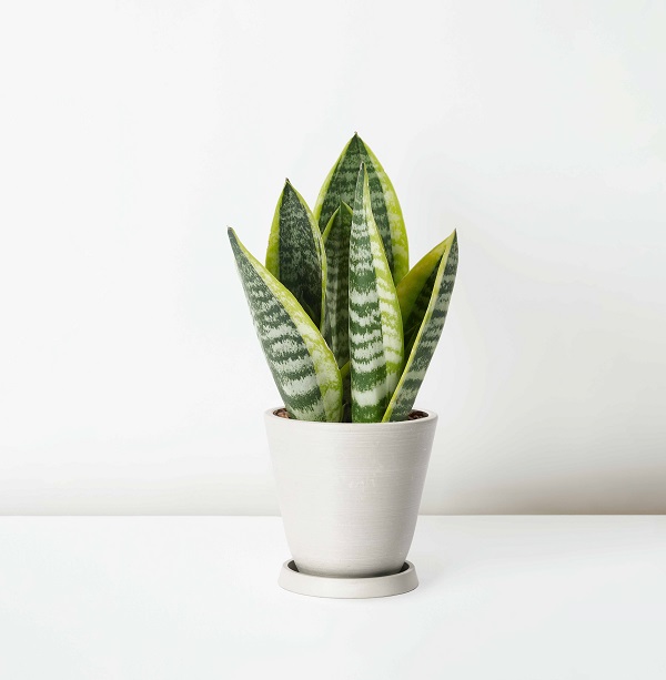 Sansevieria+Trifasciata_%E8%99%8E%E5%B0%BE%E8%98%AD_Table_White