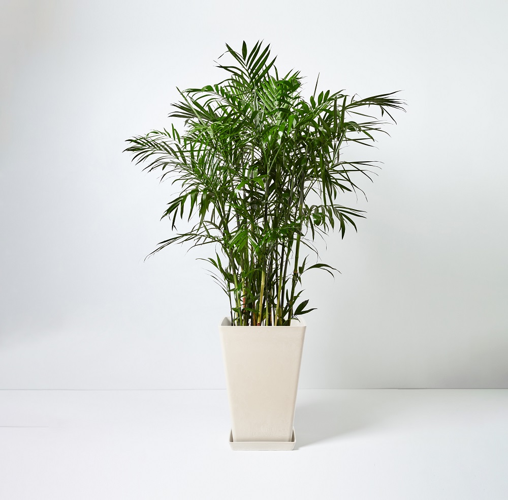 Pritchardia+Gaudichaudii_%E5%A4%8F%E5%A8%81%E5%A4%B7%E7%AB%B9_Floor_White