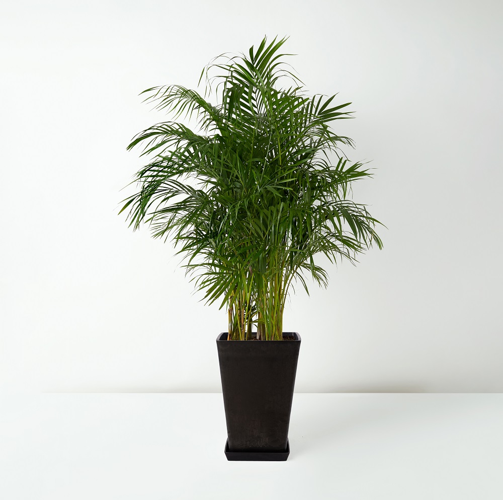 Areca+Palm_%E6%95%A3%E5%B0%BE%E8%91%B5+_Floor_Black