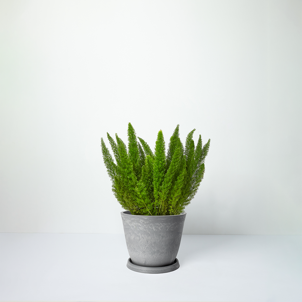 Foxtail+Fern_grey