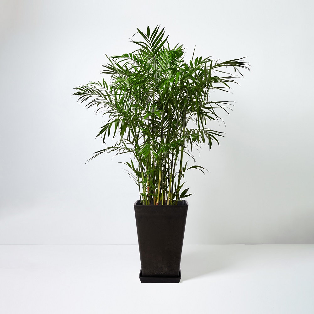 Pritchardia+Gaudichaudii_%E5%A4%8F%E5%A8%81%E5%A4%B7%E7%AB%B9_Floor_Black