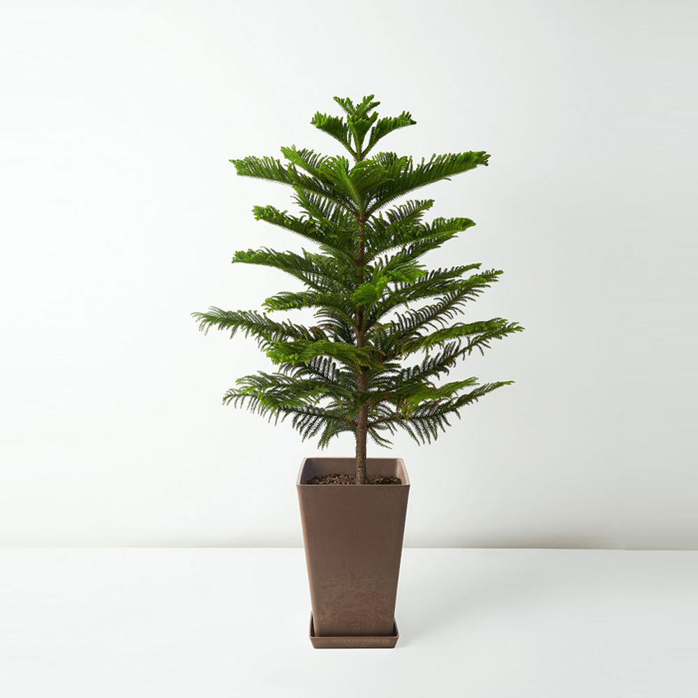 flora-houses-Araucaria-Cunninghamii-brown-1