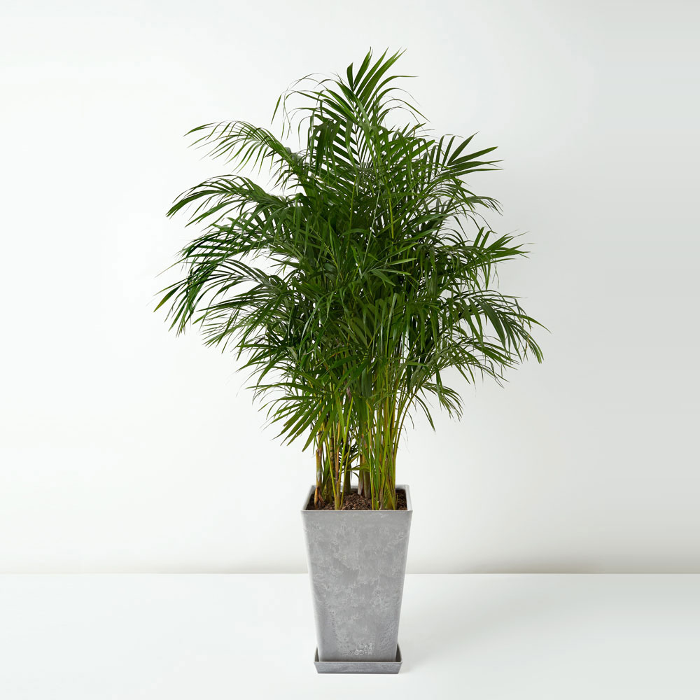 flora-houses-Chrysalidocarpus-lutescens-grey-sq-1