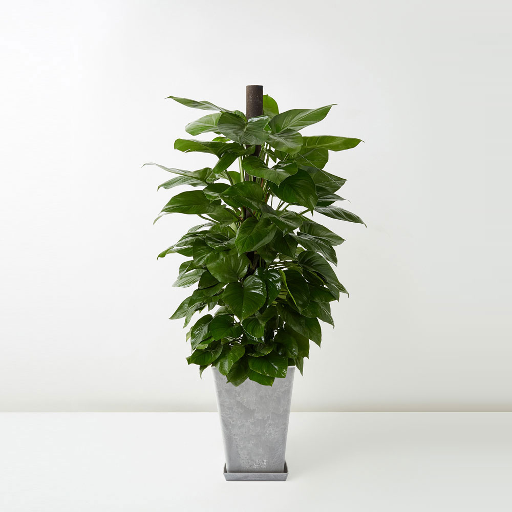 flora-houses-Golden-Pothos-grey-1