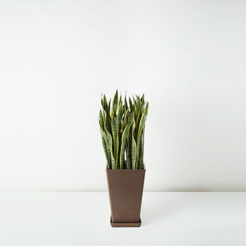 flora-houses-Sansevieria-Trifasciata-brown-sq-1