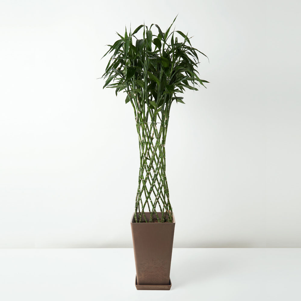 flora-houses-dracaena-sanderiana-var-virens-brown-1