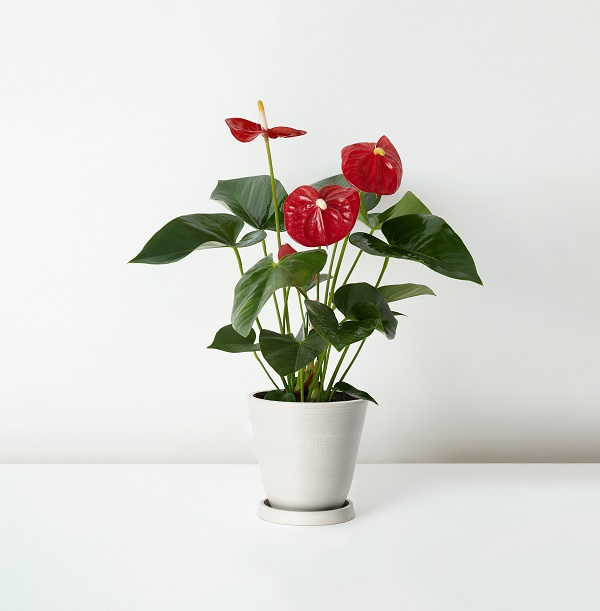 Anthurium+Andraeanum_%E7%B4%85%E6%8E%8C_Table_White