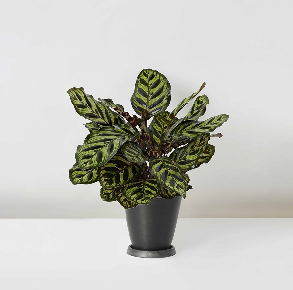 Calathea+Makoyana_%E5%AD%94%E9%9B%80%E8%91%89_Table_Black