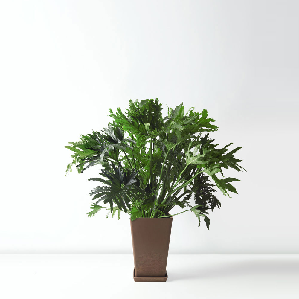 flora-houses-Tree-philodendron-brown-sq-1