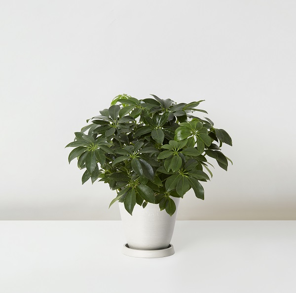 Schefflera+Octophylla_%E9%B4%A8%E8%85%B3%E6%9C%A8_Table_White