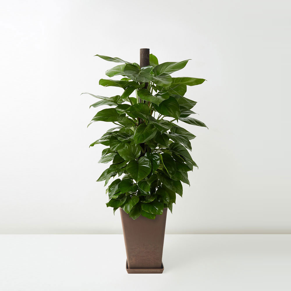 flora-houses-Golden-Pothos-brown-1