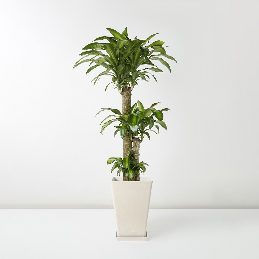 Dracaena+Fragrans_%E9%90%B5%E6%A8%B9_Floor_White