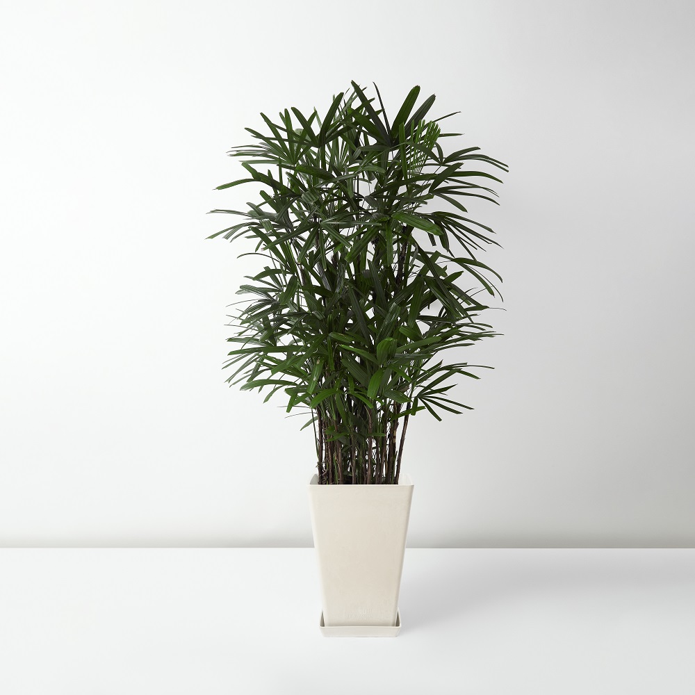 Rhapis+Excelsa_%E6%A3%95%E7%AB%B9_Floor_White