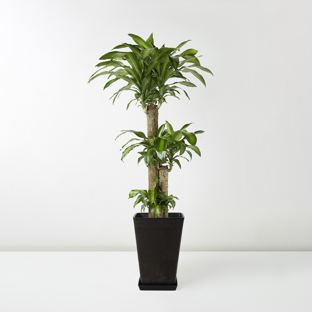 Dracaena+Fragrans_%E9%90%B5%E6%A8%B9_Floor_Black