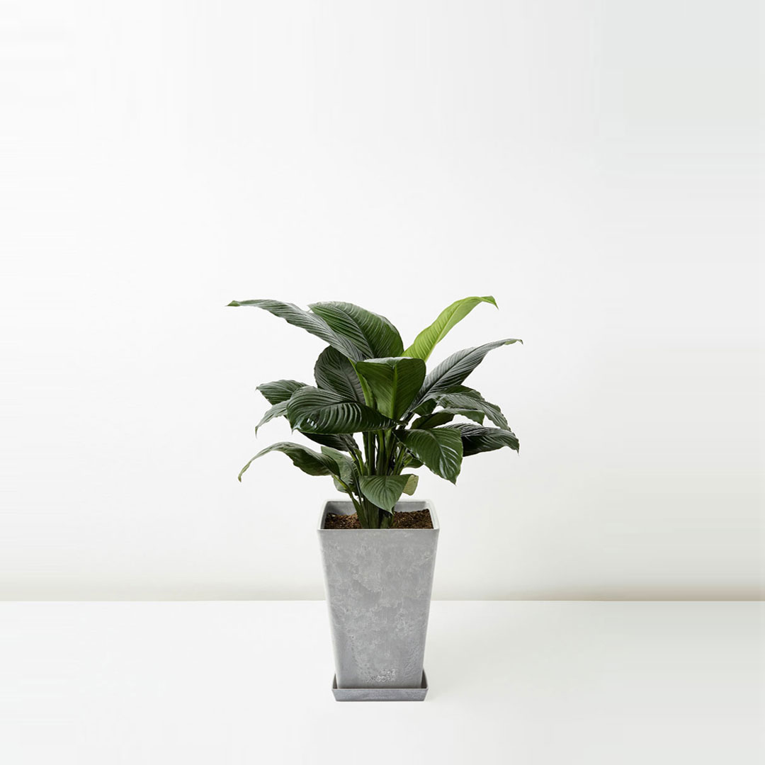 Flora-Houses-Spathiphyllum-palls-Hort-Grey-2