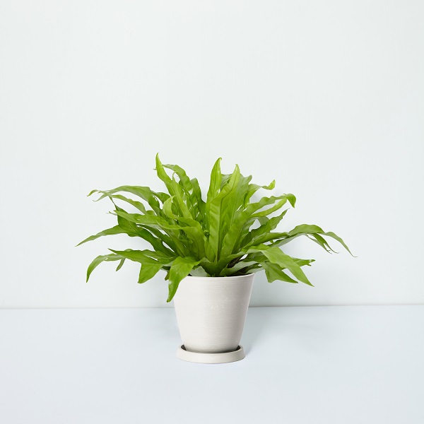 Bird%27s-nest+Fern_%E9%B3%A5%E5%B7%A2%E8%8C%AB_Table_White