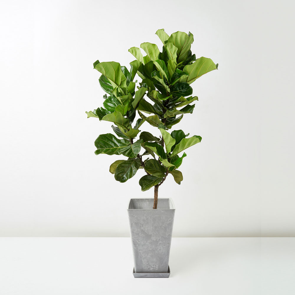 flora-houses-Fiddle-Leaf-Fig-grey-sq-1