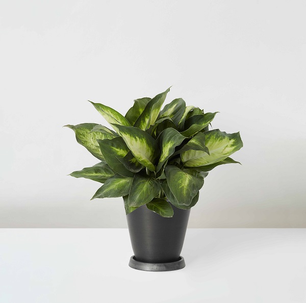 Dieffenbachia+Seguine_%E7%B2%89%E9%BB%9B_Table_Black