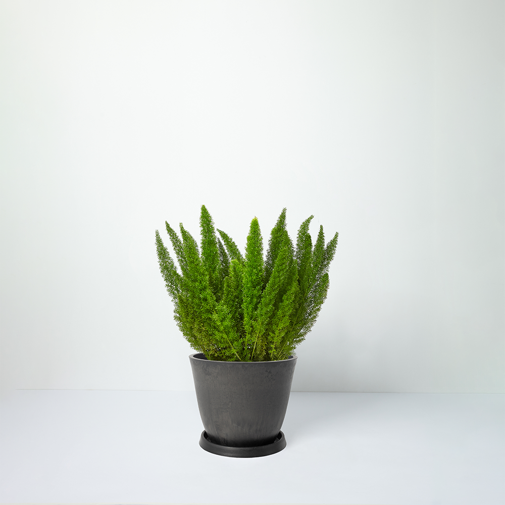 Foxtail+Fern_black