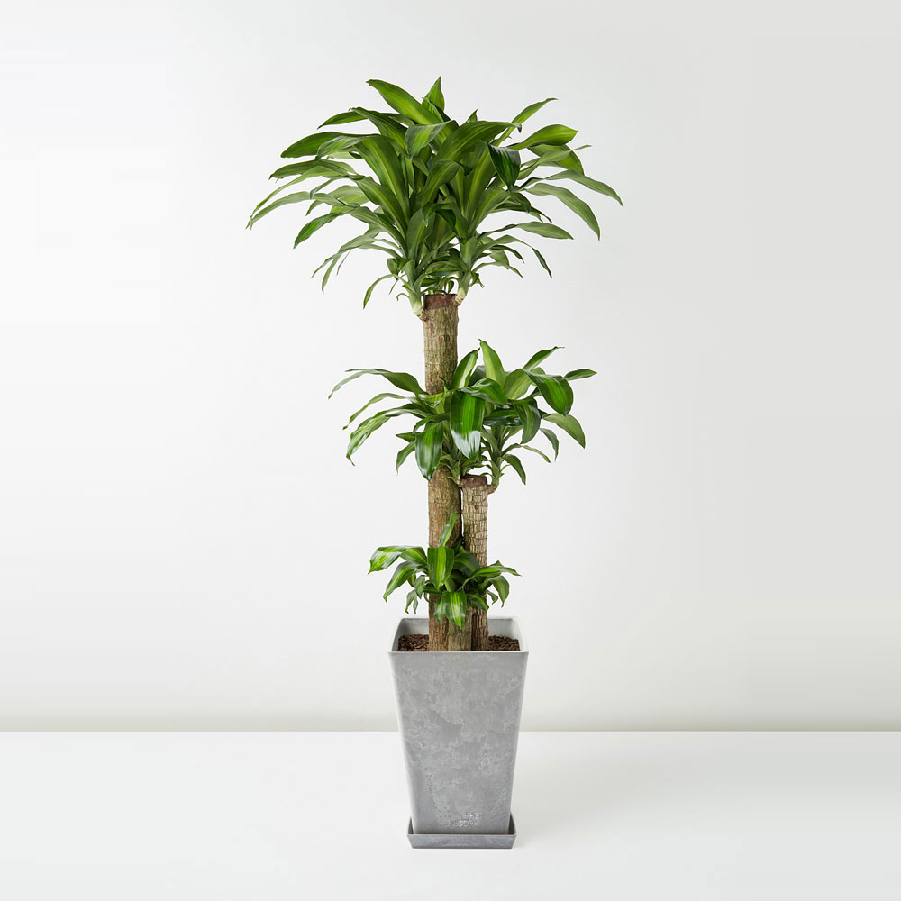 flora-houses-Dracaena-Fragrans-grey-1