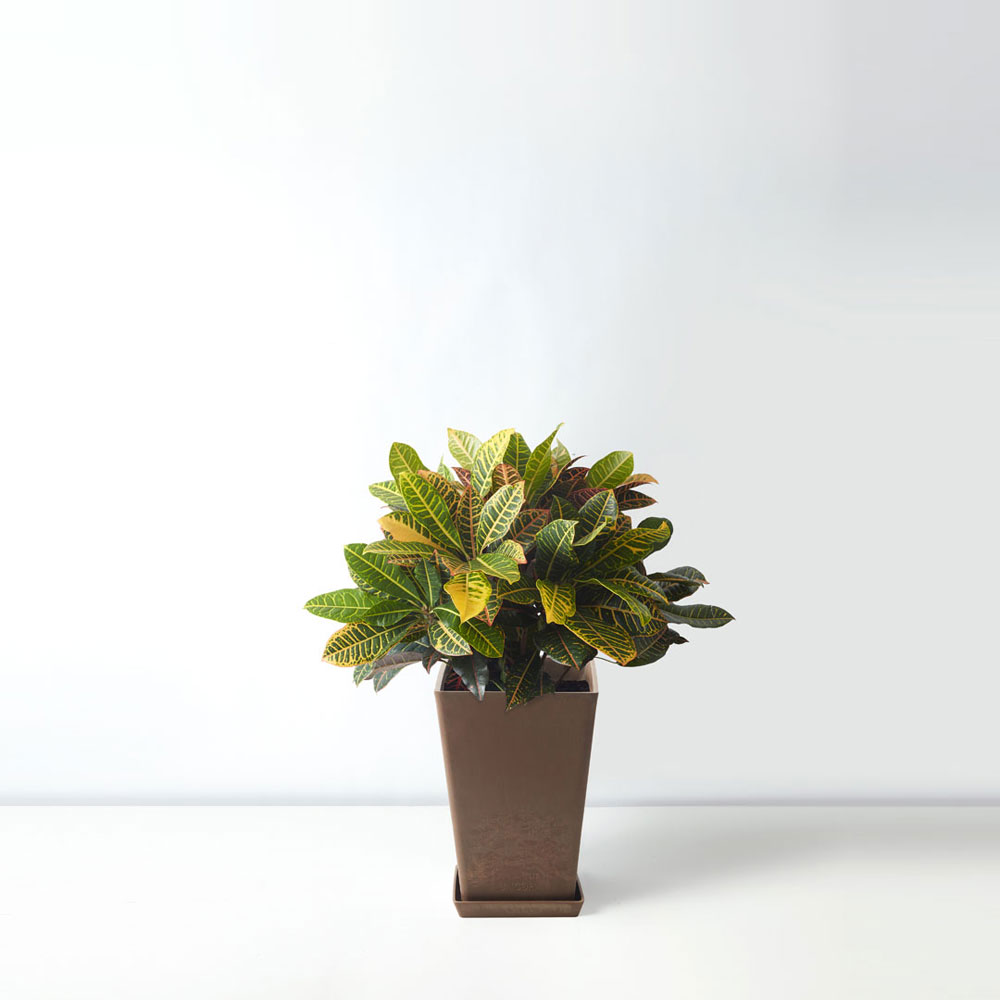 Flora-Houses-garden-croton-brown-2