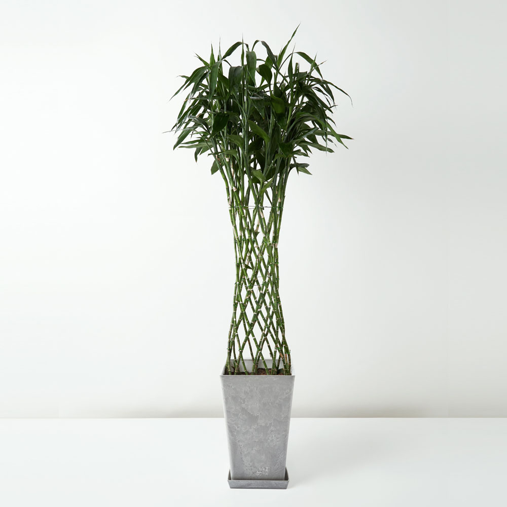 flora-houses-dracaena-sanderiana-var-virens-grey-1