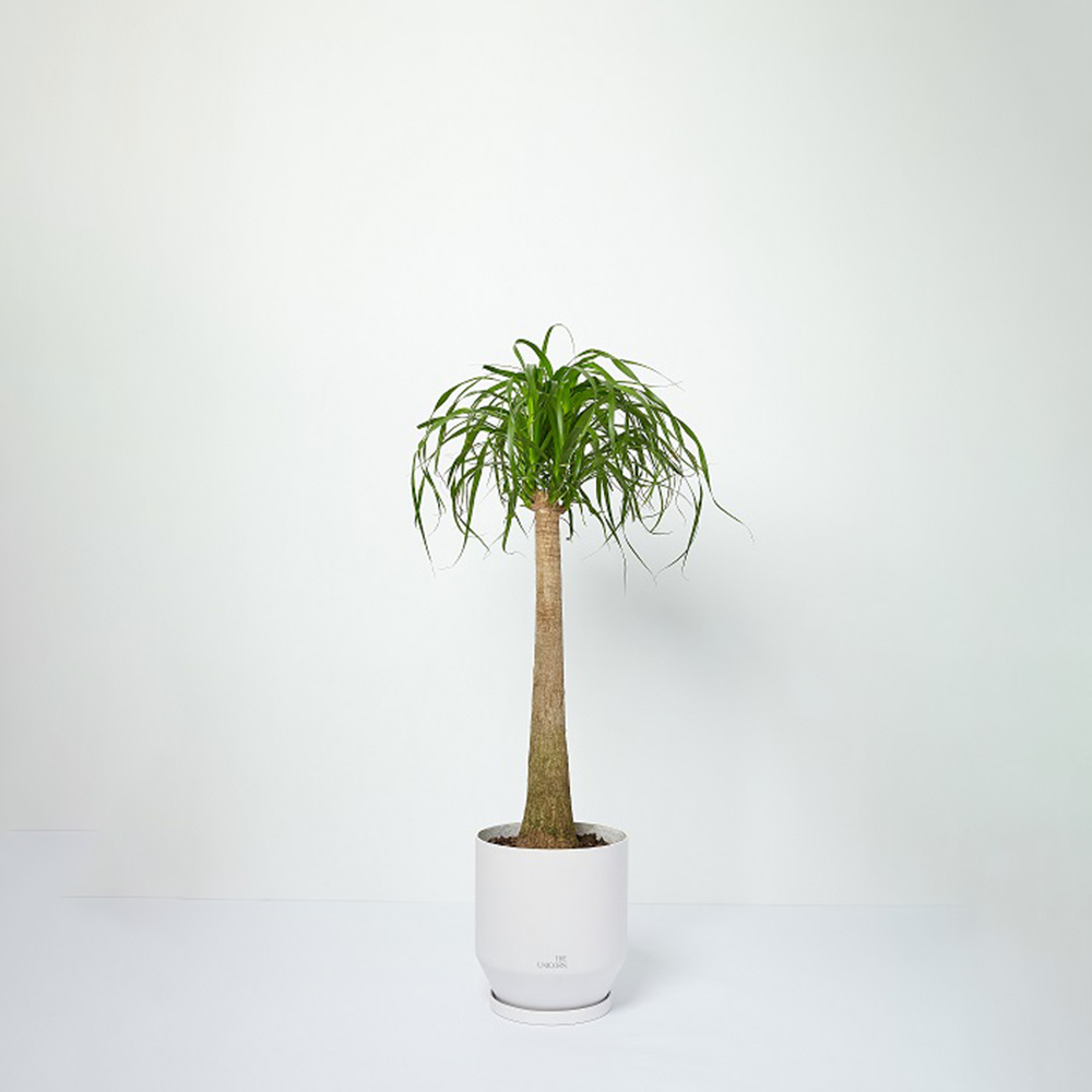 florahouses-ponytail-palm-white-1+%E6%8B%B7%E8%B2%9D