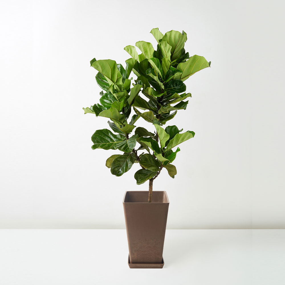 flora-houses-Fiddle-Leaf-Fig-brown-sq-1