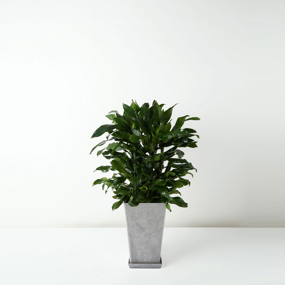 flora-houses-Dracaena-deremensis-Compacta-grey-sq-1