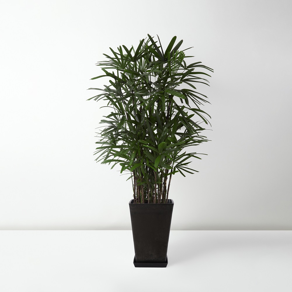 Rhapis+Excelsa_%E6%A3%95%E7%AB%B9_Floor_Black