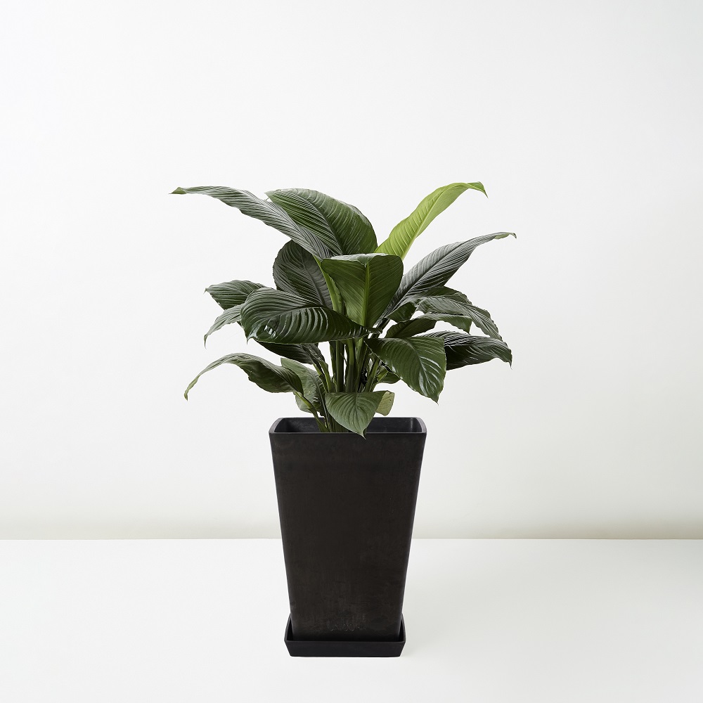 Spathiphyllum+Palls+Hort_%E7%B6%A0%E5%B7%A8%E4%BA%BA_Floor_Black