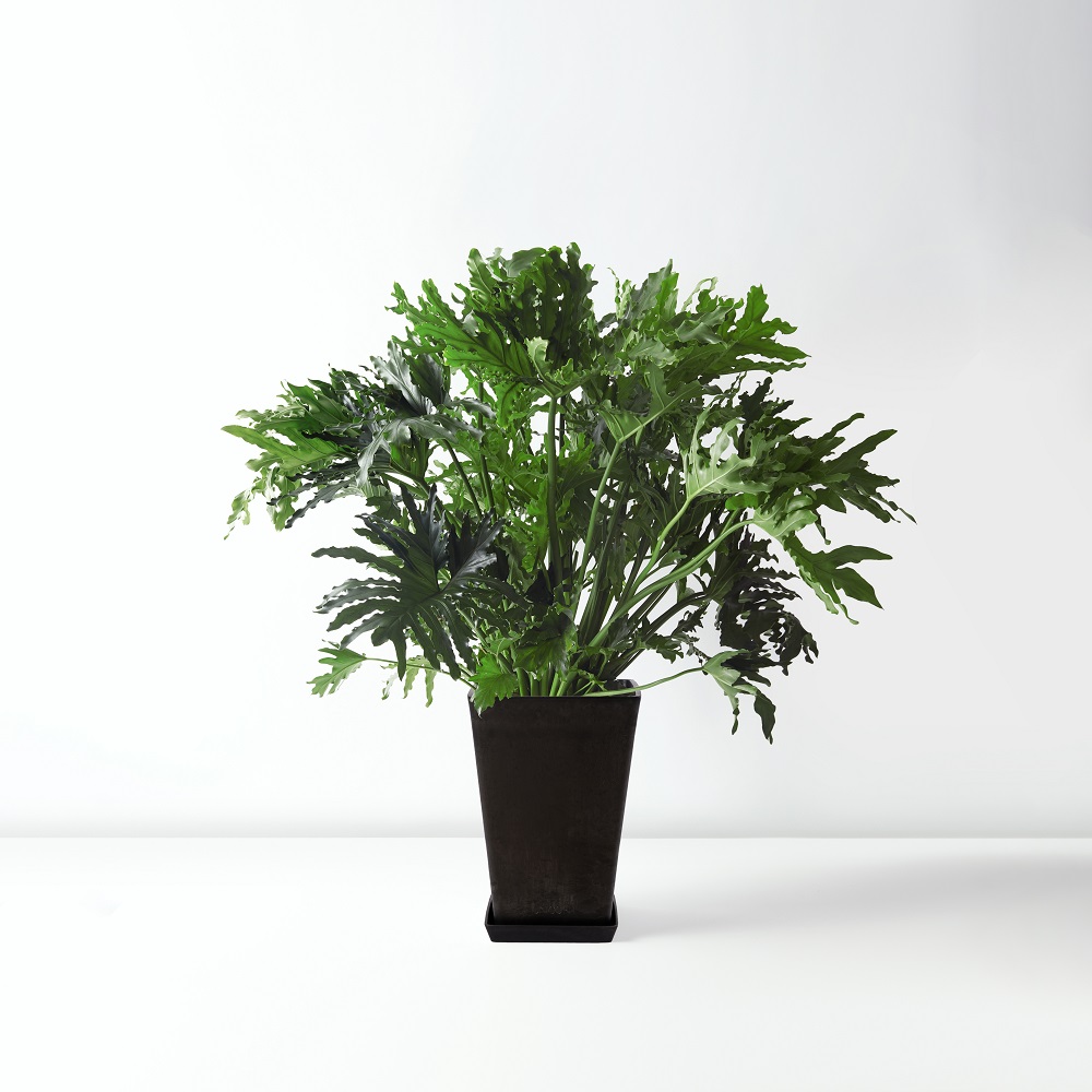 Tree+Philodendron_%E6%98%A5%E7%BE%BD_Floor_Black