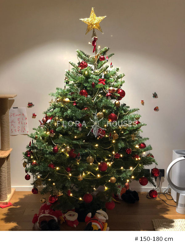 flora-houses-christmas-tree-5-ref-150-180