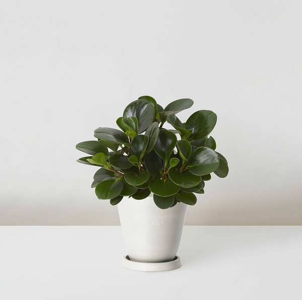 Peperomia+Tetraphylla_%E7%A2%A7%E7%8E%89_Table_White