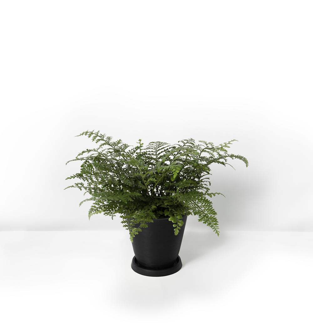 Bracken+Fern_%E5%90%89%E5%A7%86%E5%8E%A5_Black_r