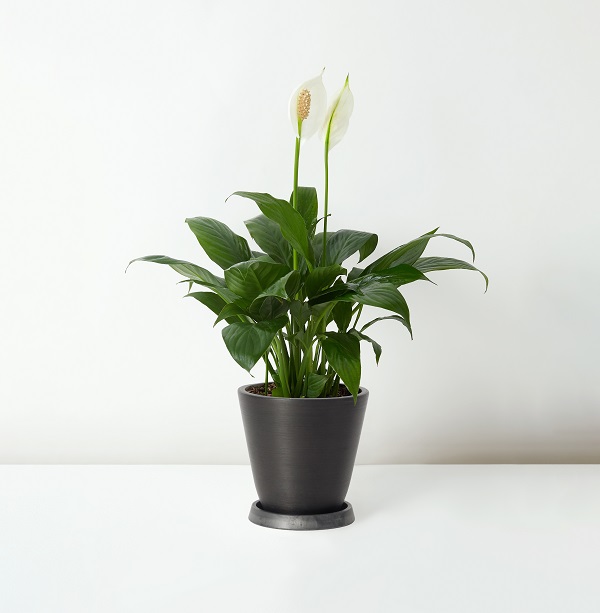 Spathiphyllum+Kochii_%E7%99%BD%E6%8E%8C_Table_Black