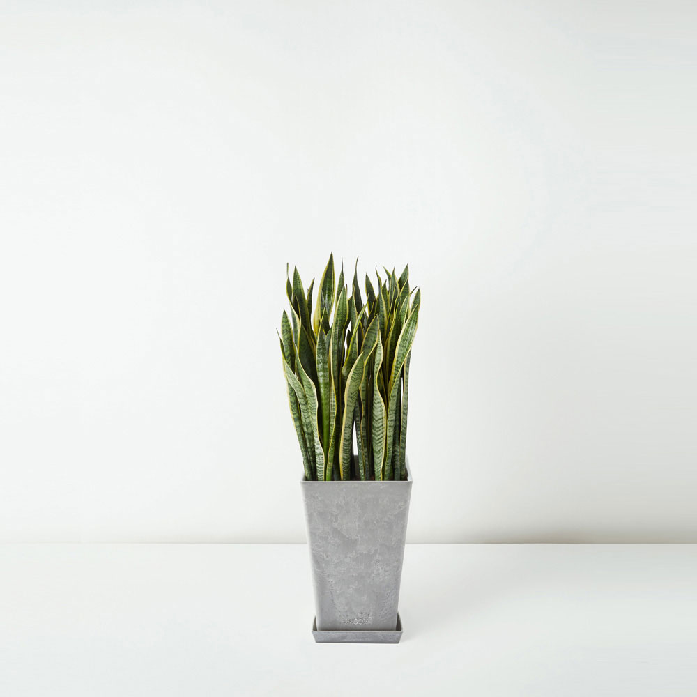 flora-houses-Sansevieria-Trifasciata-grey-sq-1