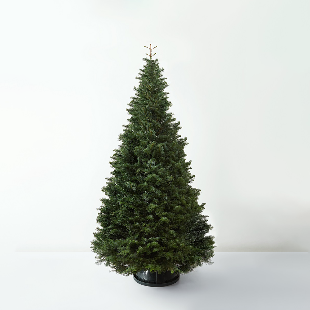 Christmas+Tree_Resized_sq