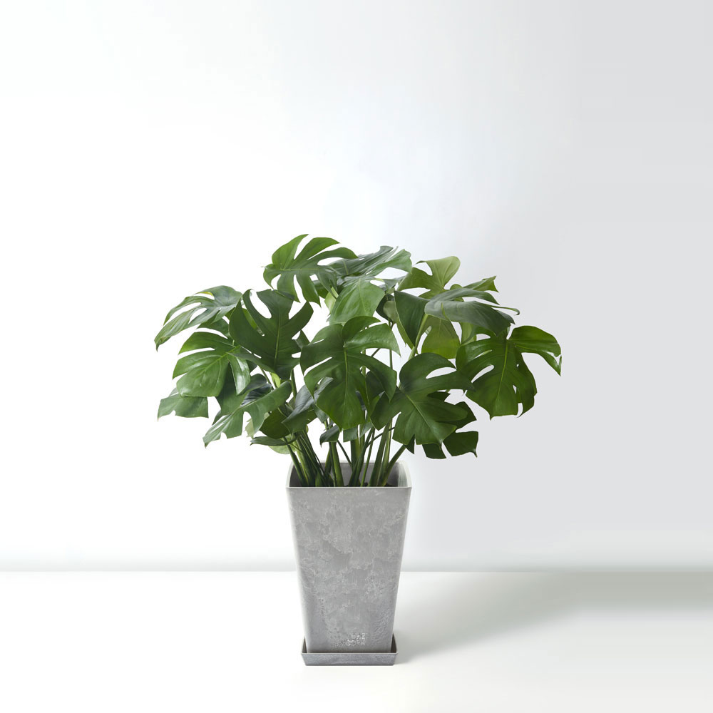 flora-houses-Swiss-cheese-plant-grey-sq-1