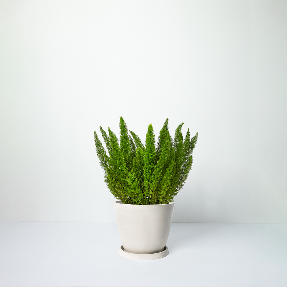 Foxtail+Fern_white