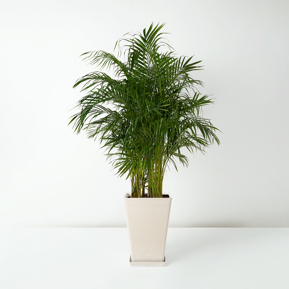 Areca+Palm_%E6%95%A3%E5%B0%BE%E8%91%B5+_Floor_White